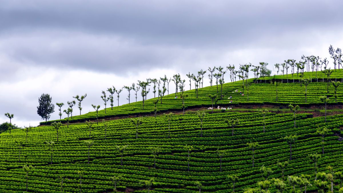 Ooty Tour Packages
