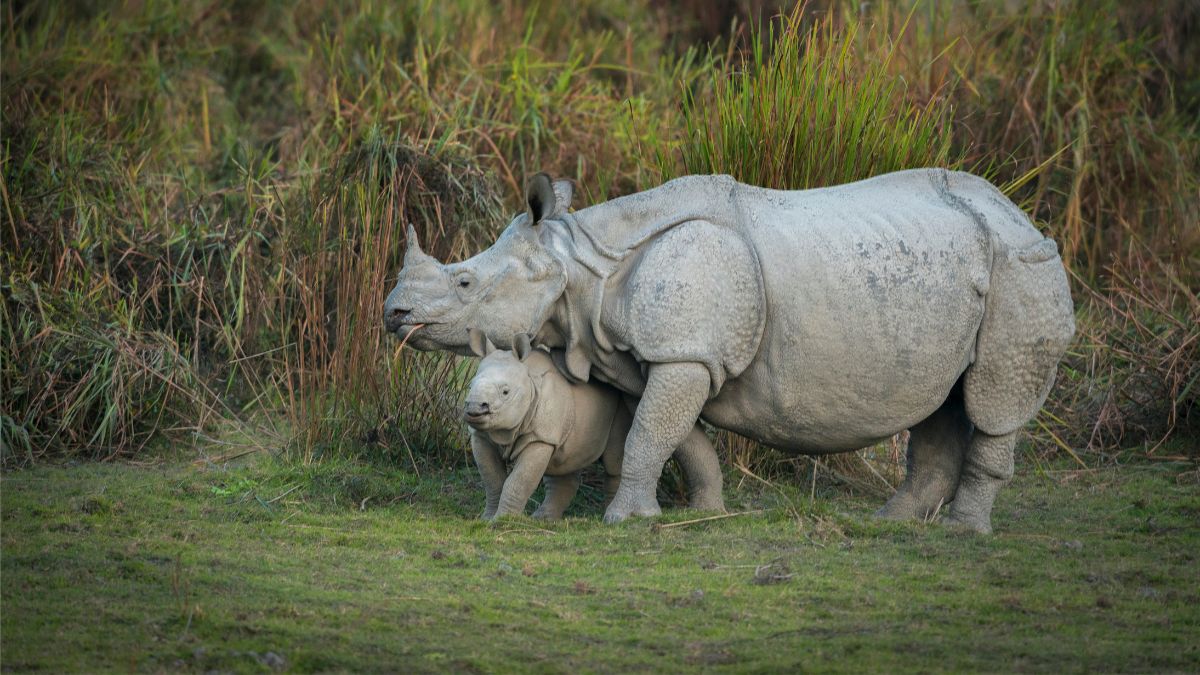 Kaziranga Tour Packages