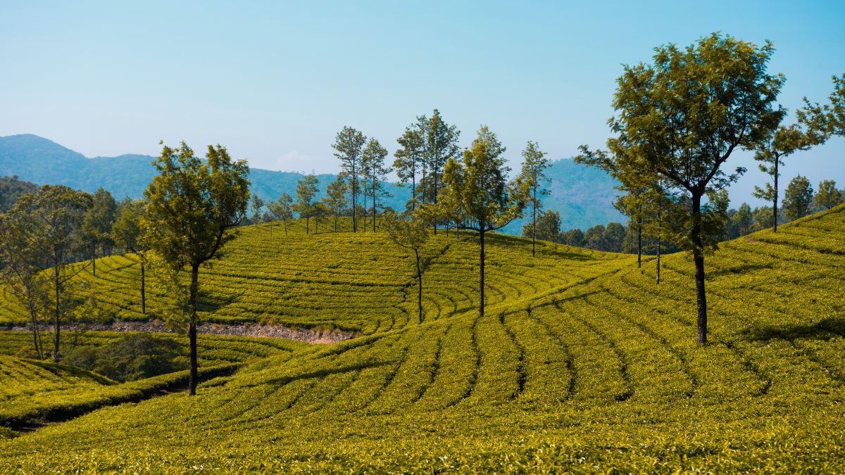 Munnar Tour Packages